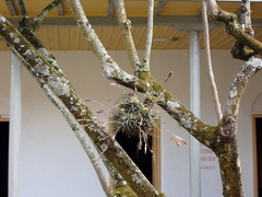 Tillandsia incarnata