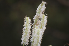 Sanguisorba canadensis