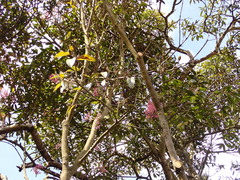 Chionanthus pubescens