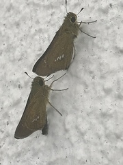 Parnara guttata