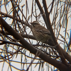 Mimus thenca