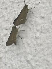 Parnara guttata