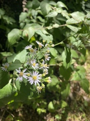 Symphyotrichum