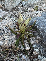 Gentiana algida