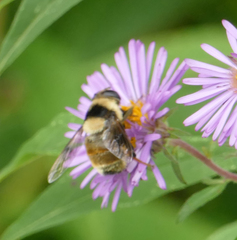 Eristalis flavipes