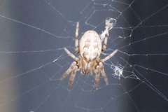 Larinioides cornutus