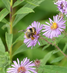 Eristalis flavipes