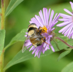 Eristalis flavipes