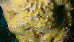 Halisarca