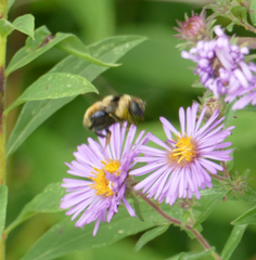 Eristalis flavipes
