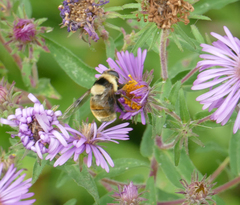 Eristalis flavipes