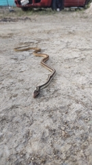 Salvadora intermedia