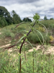Helianthus angustifolius