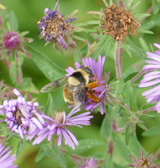 Eristalis flavipes