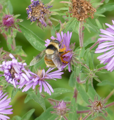 Eristalis flavipes
