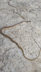 Salvadora intermedia