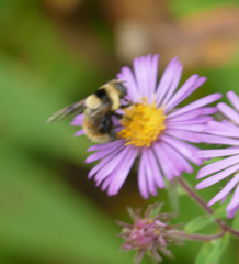 Eristalis flavipes
