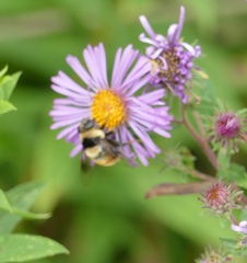 Eristalis flavipes