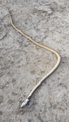 Salvadora intermedia