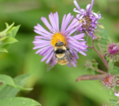 Eristalis flavipes