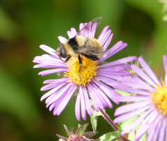 Eristalis flavipes