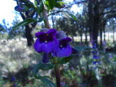 Penstemon gentianoides