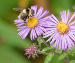 Eristalis flavipes