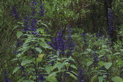 Salvia concolor