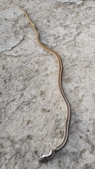 Salvadora intermedia