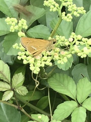 Parnara guttata