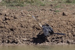 Anhinga novaehollandiae