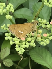 Parnara guttata