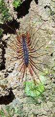 Scutigeromorpha