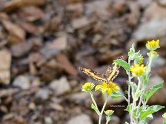 Chlosyne californica