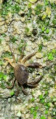 Pleocyemata