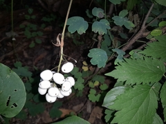 Actaea rubra neglecta