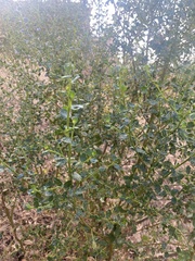 Baccharis pilularis consanguinea