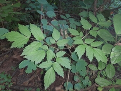 Actaea rubra neglecta