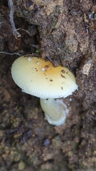 Pantherinae