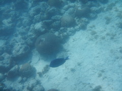 Acanthurus coeruleus