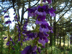 Penstemon gentianoides