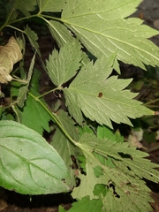 Actaea rubra neglecta