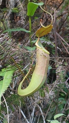 Nepenthes sanguinea