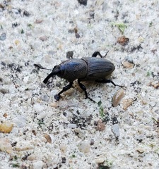 Sphenophorus coesifrons