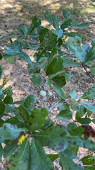 Quercus nigra