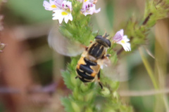 Helophilus lapponicus