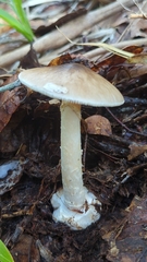 Validae
