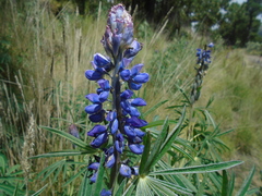 Lupinus montanus