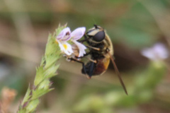 Helophilus lapponicus