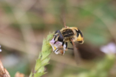 Helophilus lapponicus